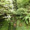 Plants: image 51 Of 94 Thumb